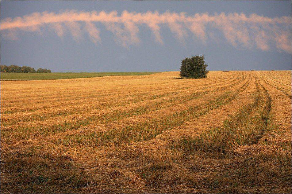 поле, лето, небо, Тарасов Алексей