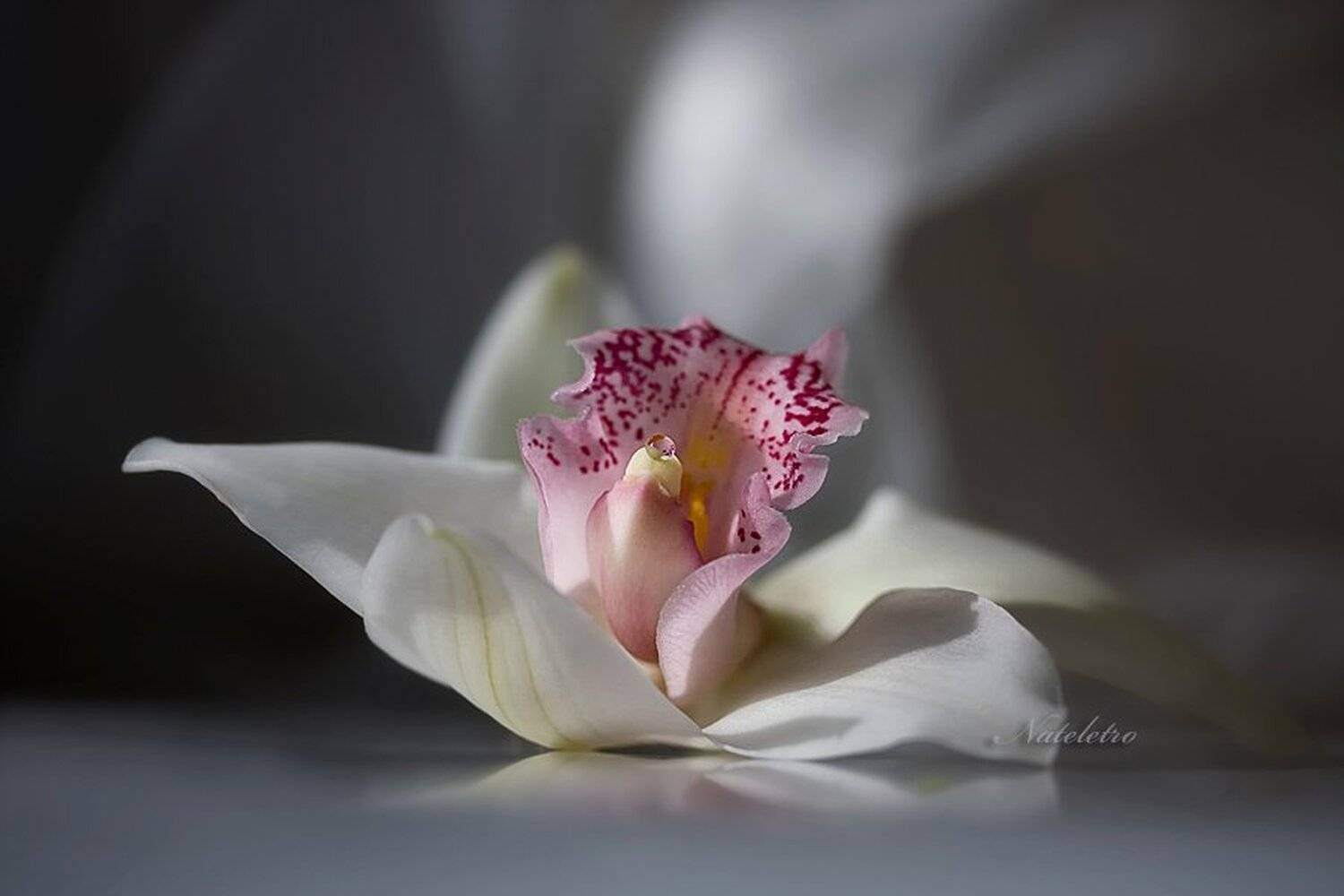 орхидея, Nateletro