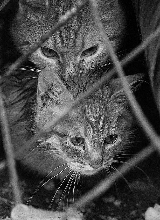 , Виталий Мазурин