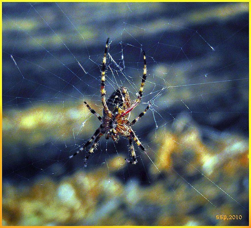 , СЕРГЕЙ СВИРИДОВ