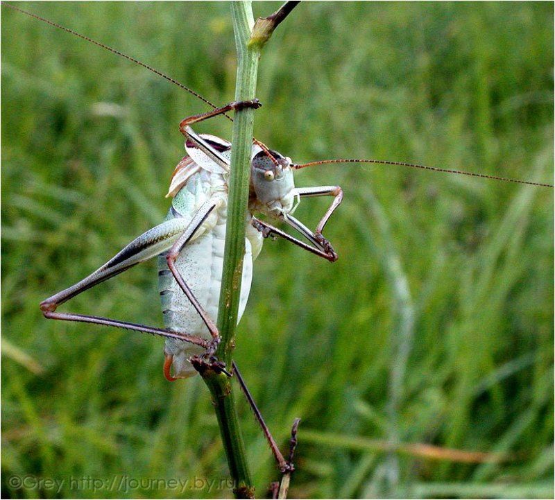 Джентльмен и его Дама с цветами фото превью