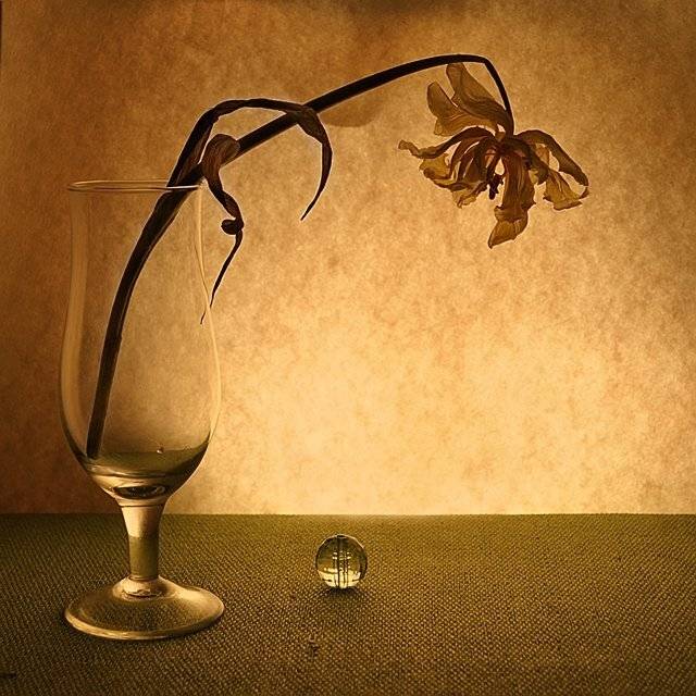 тюльпан,теплый, mariana