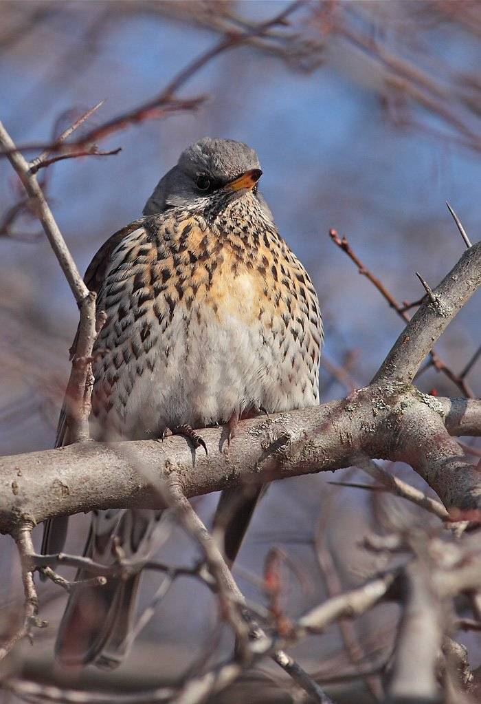 , Сергей Дорохин