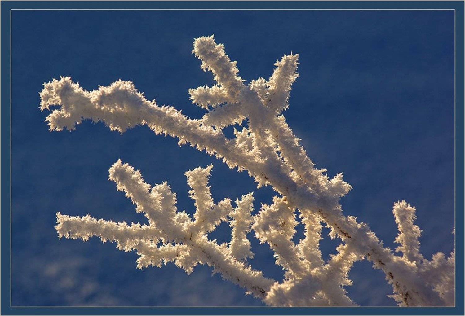 ветка,иней, Солодухин Виктор