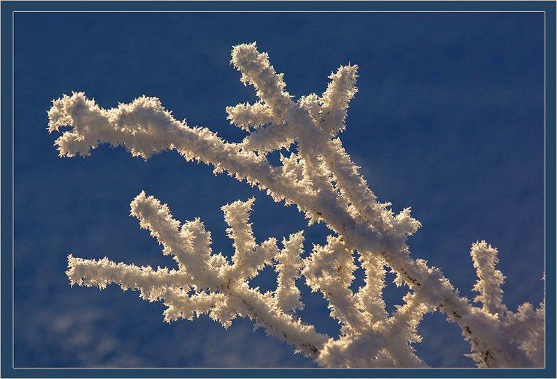 ветка,иней Кораллы Зимы фото превью