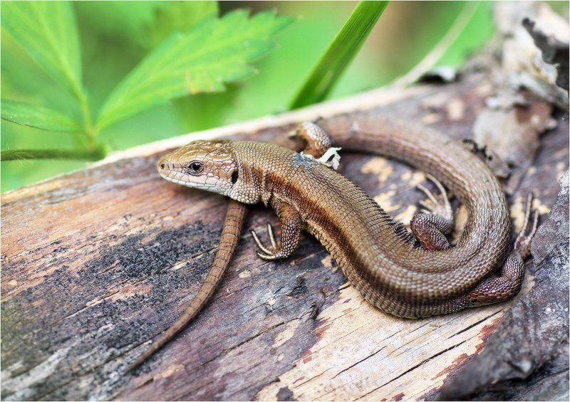 Петля фото превью