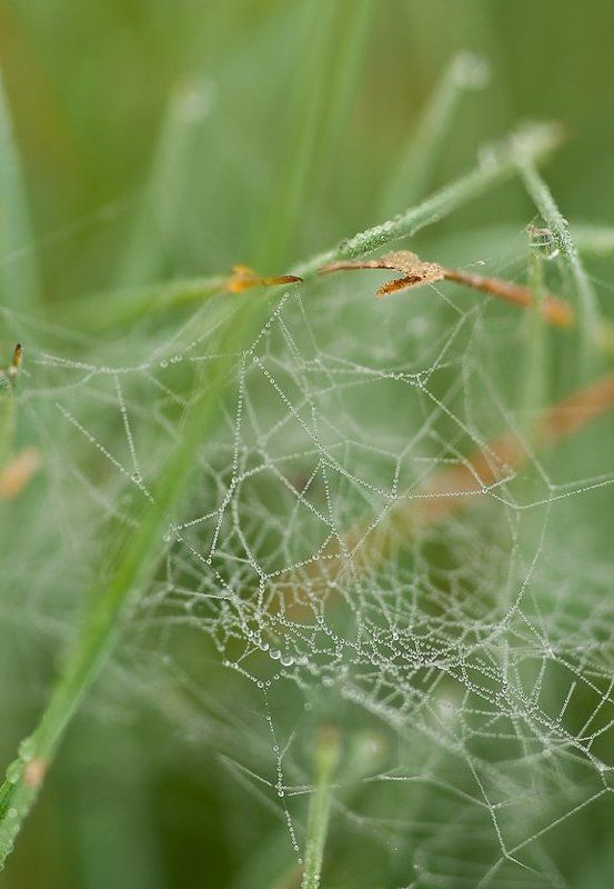 цвет, нефритовый, роса Цвет...Нефритовый фото превью