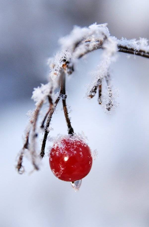 калина, ягода, зима, иней, мороз, Динара