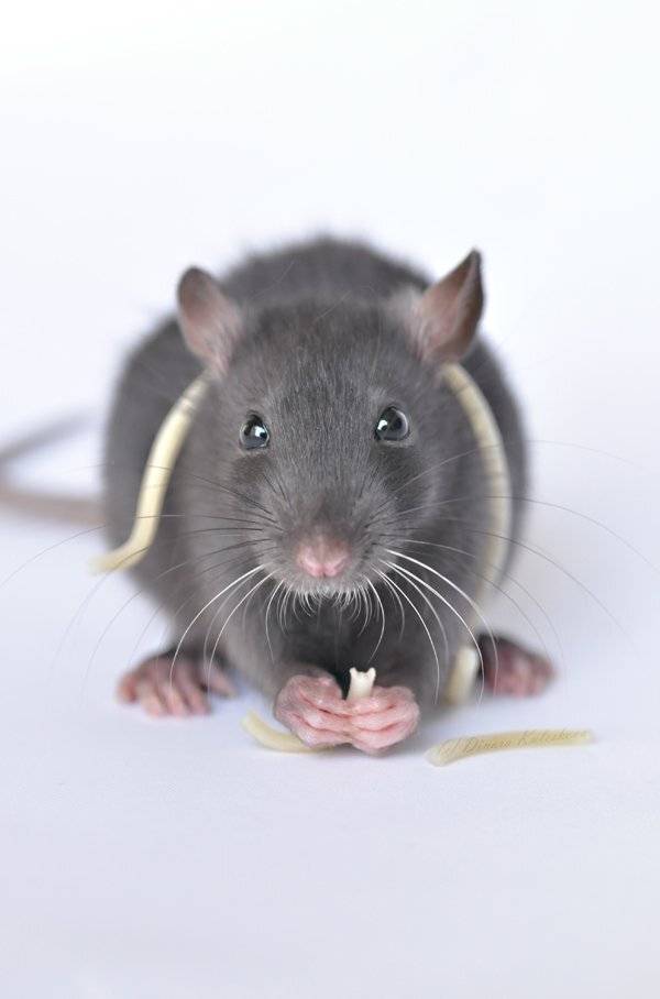 крыса, домашнее животное, спагетти, Динара