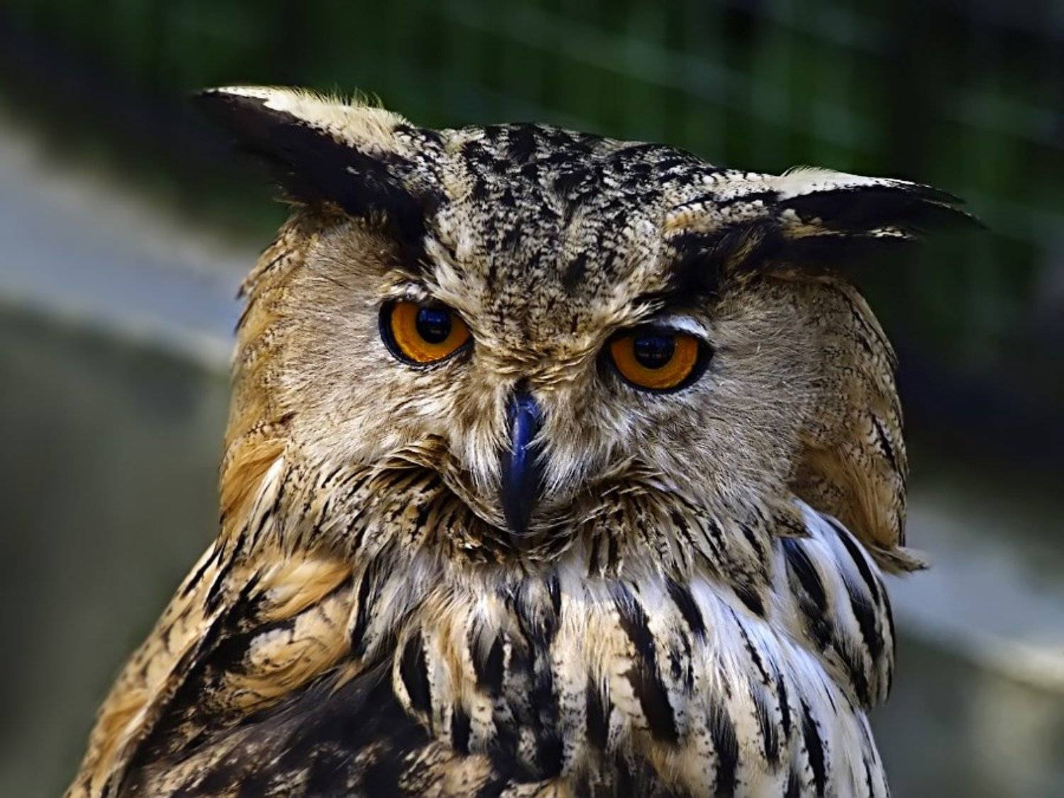 сова, Раиса Rare