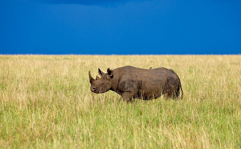 чорный носорог фото превью