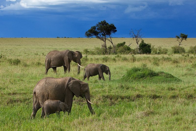 Пехота* фото превью