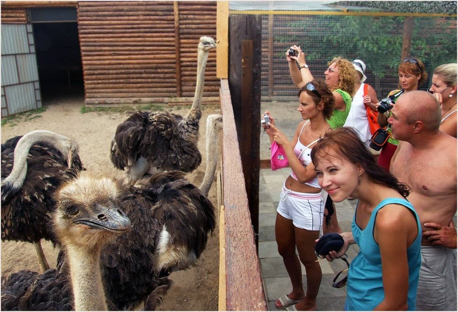 , Борис Пирог