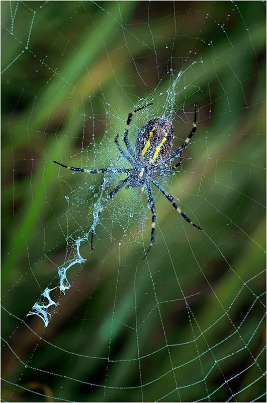 Аргиопа фото превью