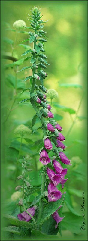 Digitalis фото превью