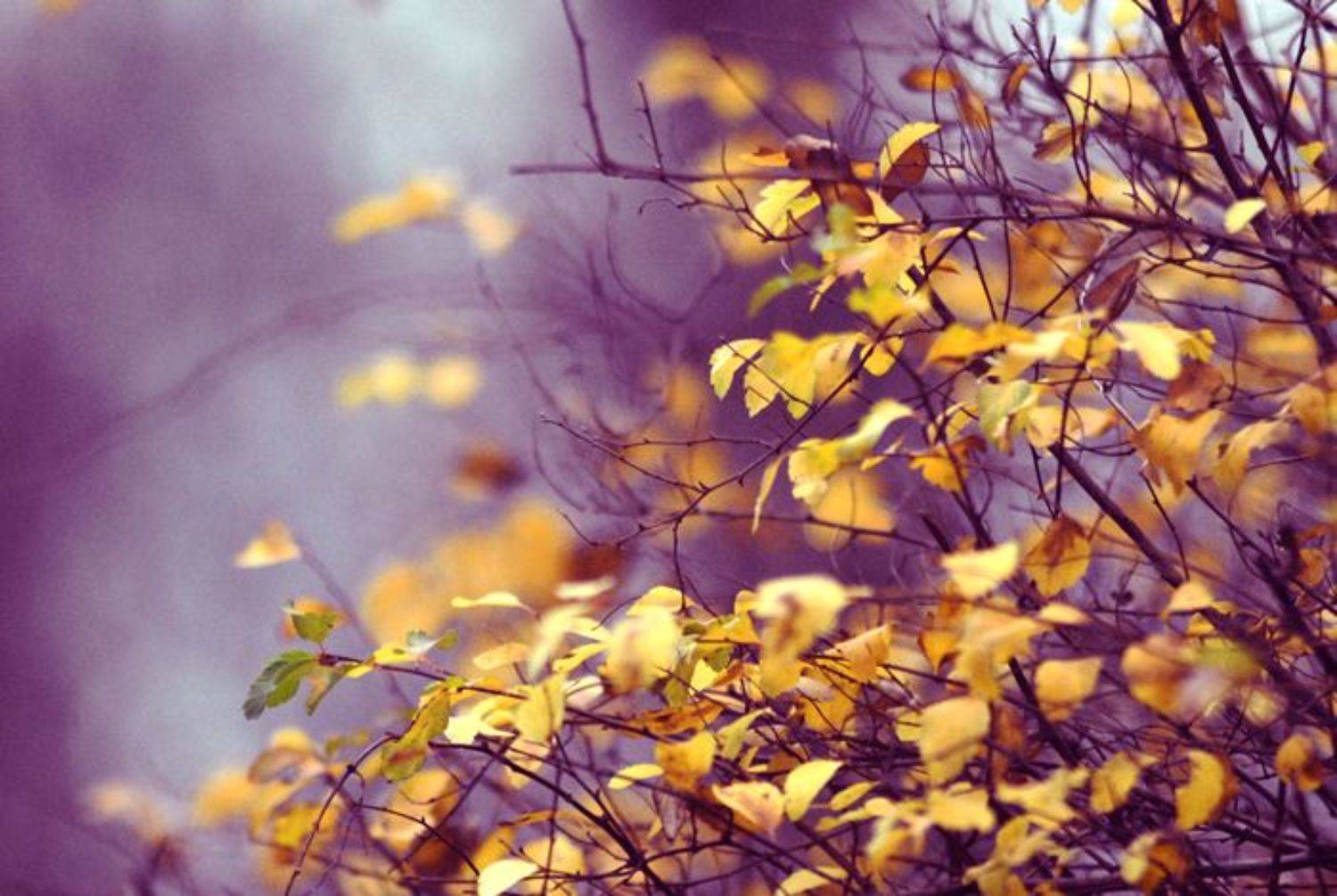 осень,, mikedrebet