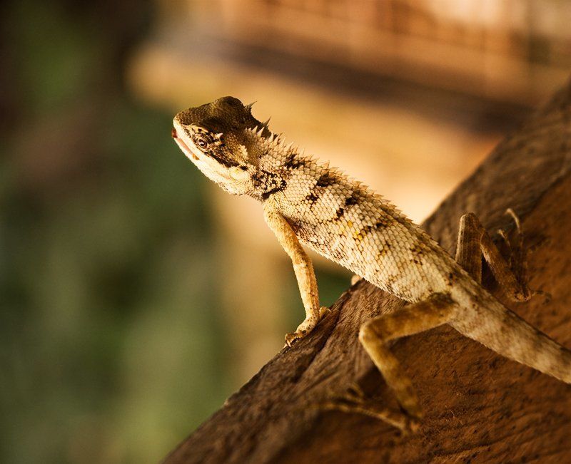 ящерица наблюдатель фото превью