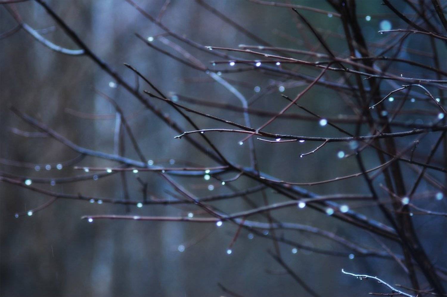 весна, ветви, никон, лес, капли, дождь, baarseek