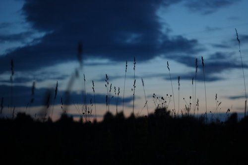 поле