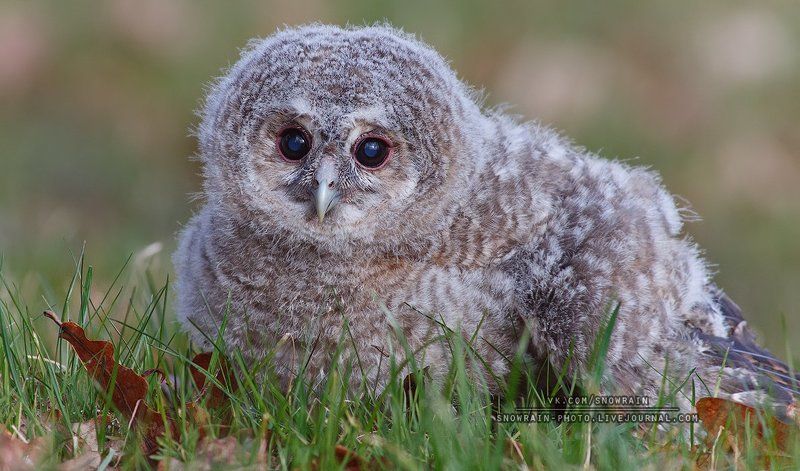 Birds, Birdsphoto, Owl, Wildlife photography, Анималистика, Птенец, Птицы, Фотоохота Птенец серой неясыти фото превью