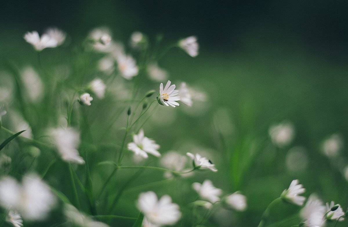 В лесу, Весенние цветы, Весна, Цветы, Парбукова Анна