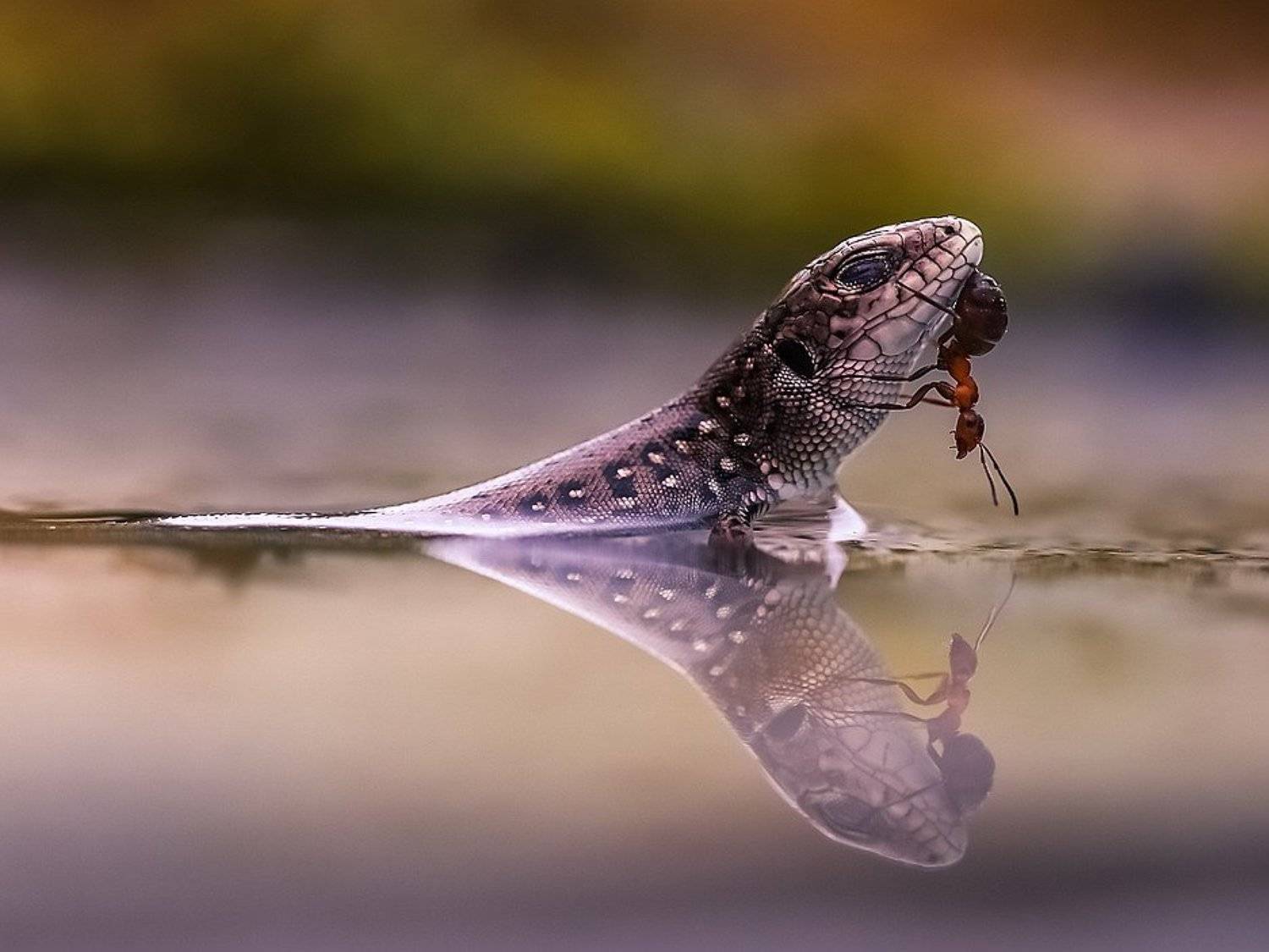 , Вячеслав Мищенко