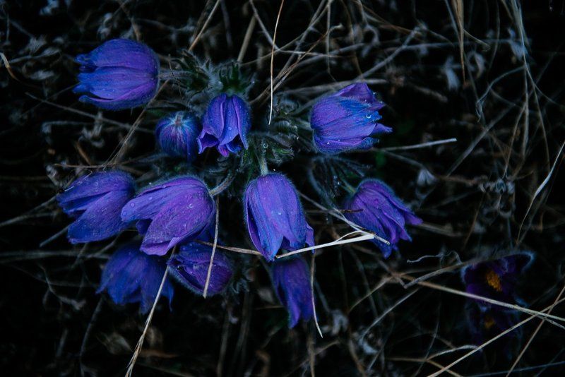 *** фото превью