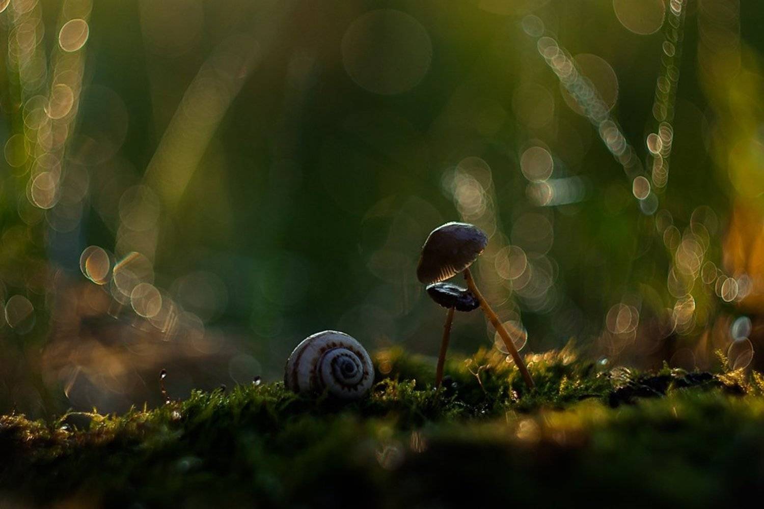 Грибы, Макро, Олег Зкл