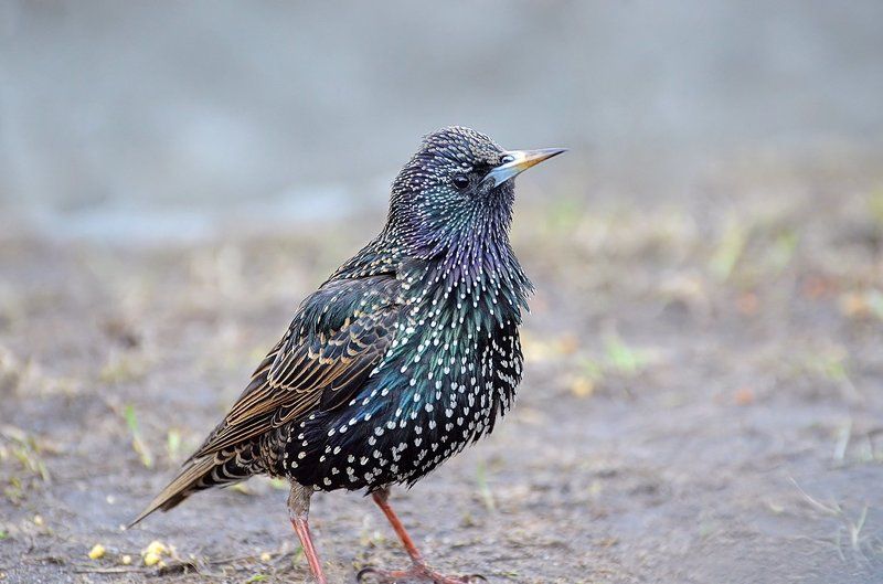 Скворец. фото превью