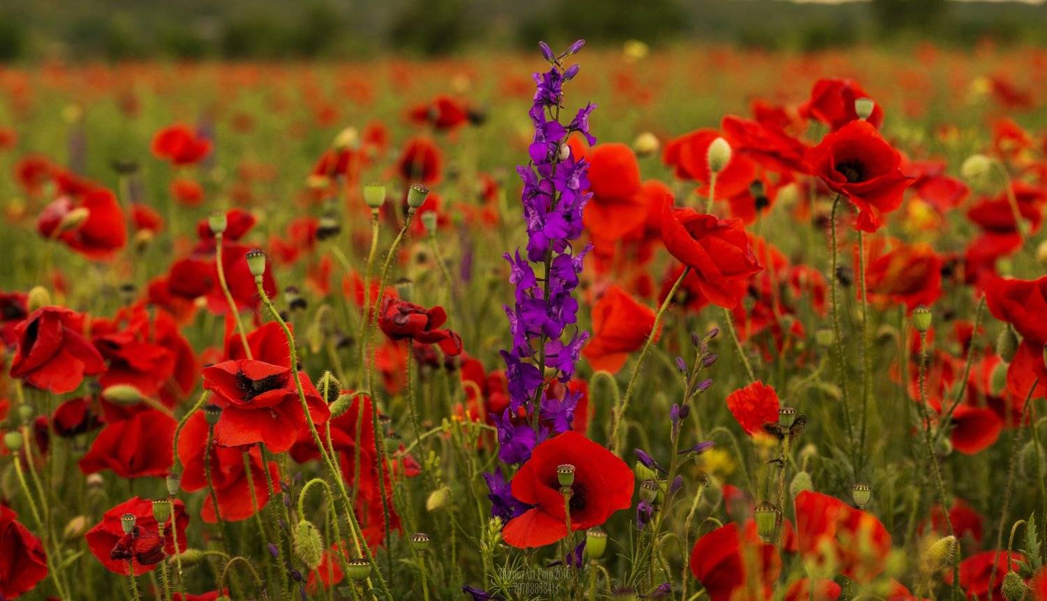 Крым, Крым наш, Маки, Илья  Жирнов