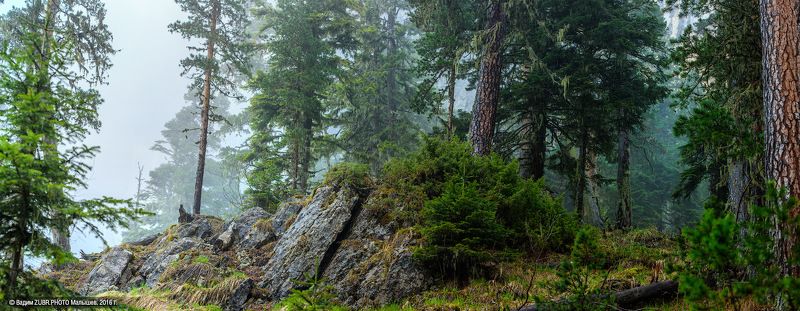 Zubr.photo, Горы, Кавказ, Лес, Панорама, Тхач Тишина дождливого леса фото превью