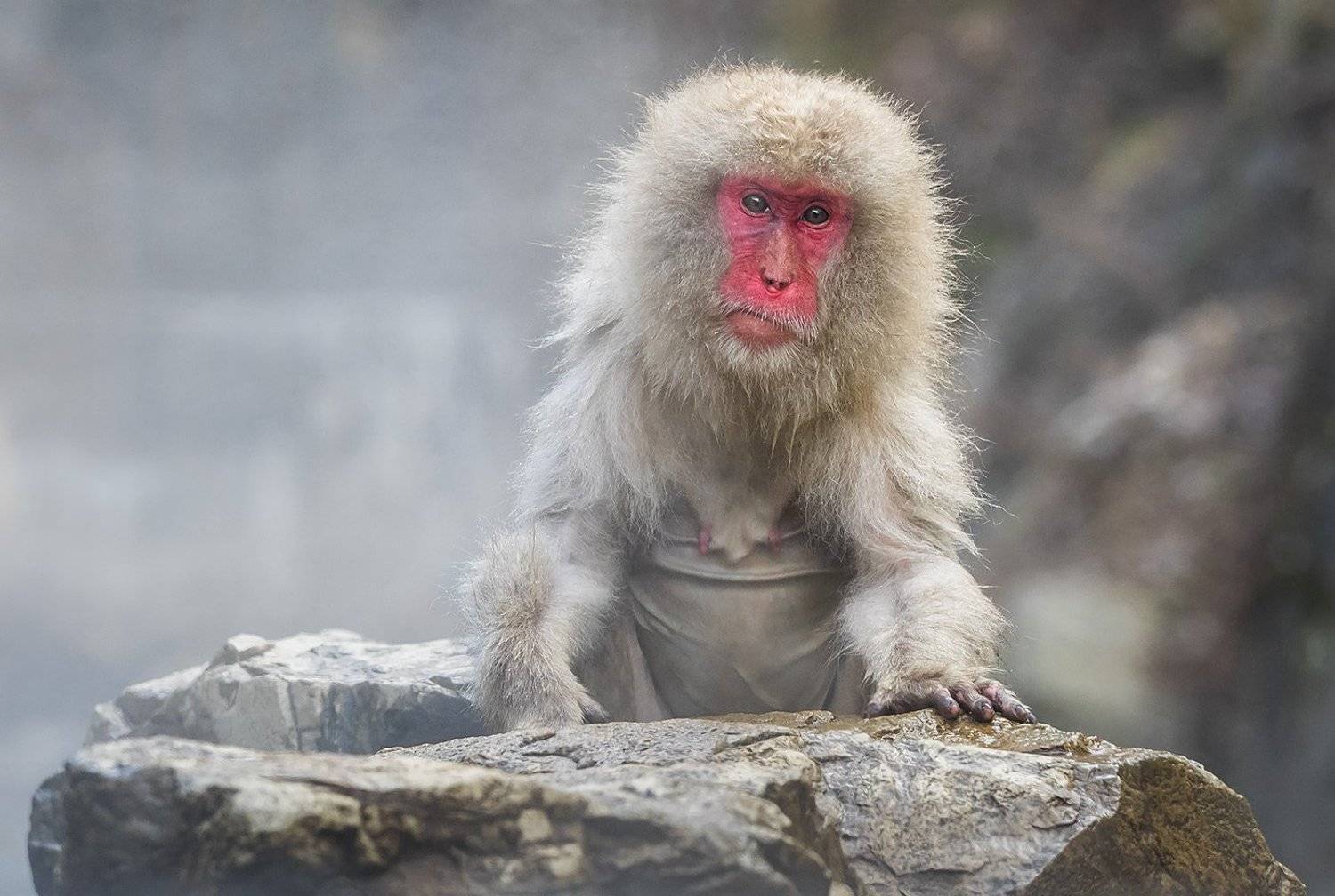 горячие источники, зима, макака, япония, Виктория Роготнева