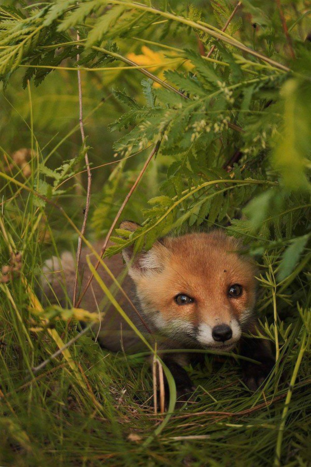 лисица обыкновенная, лисица рыжая, Роман Рысь