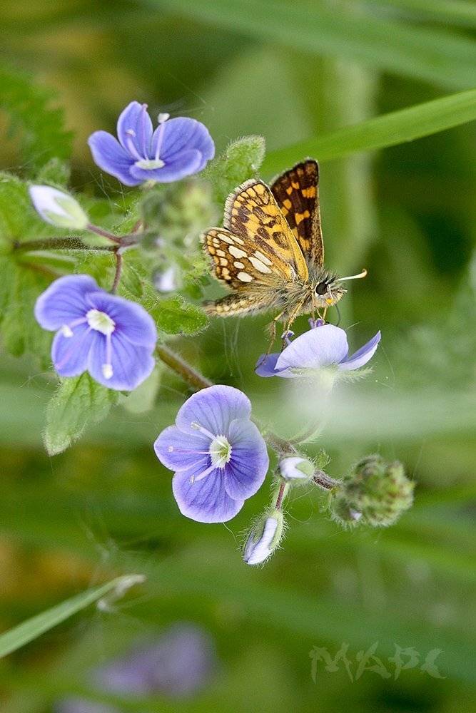 , Шангареев Марс