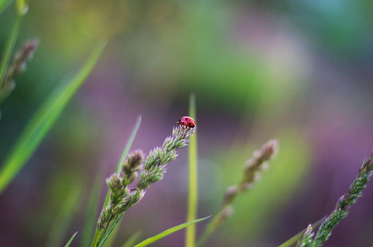 Божья коровка, Весна, Макросъемка, Парбукова Анна