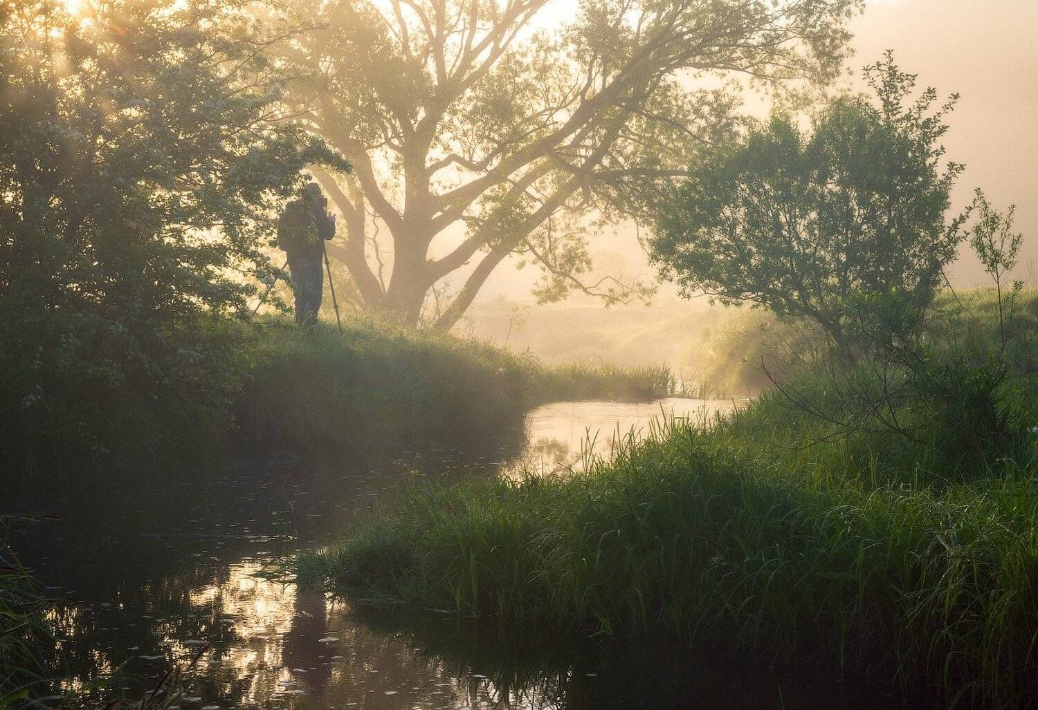 Весна, Деревья, Дымка, Река, Солнечное утро, Туман, Утро, Сергей Добровольский