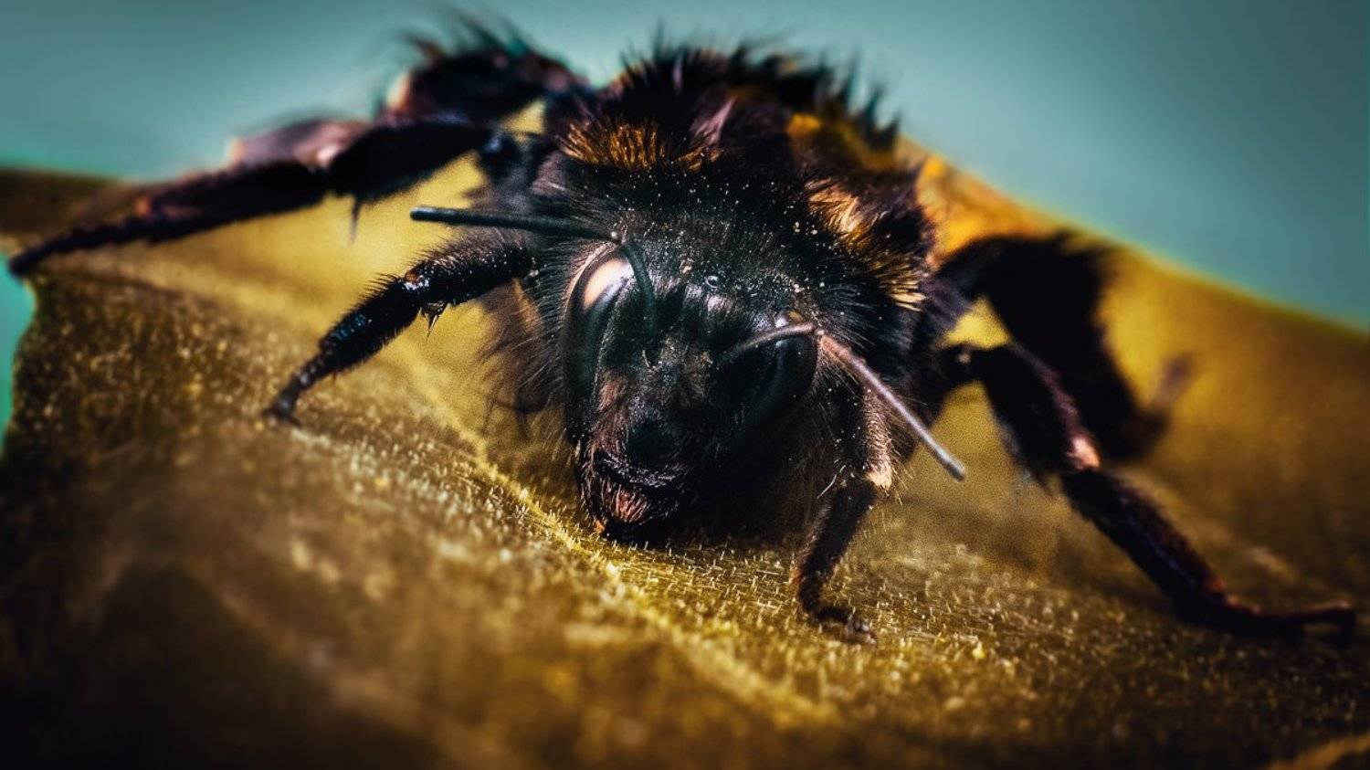 , Антон Привалов