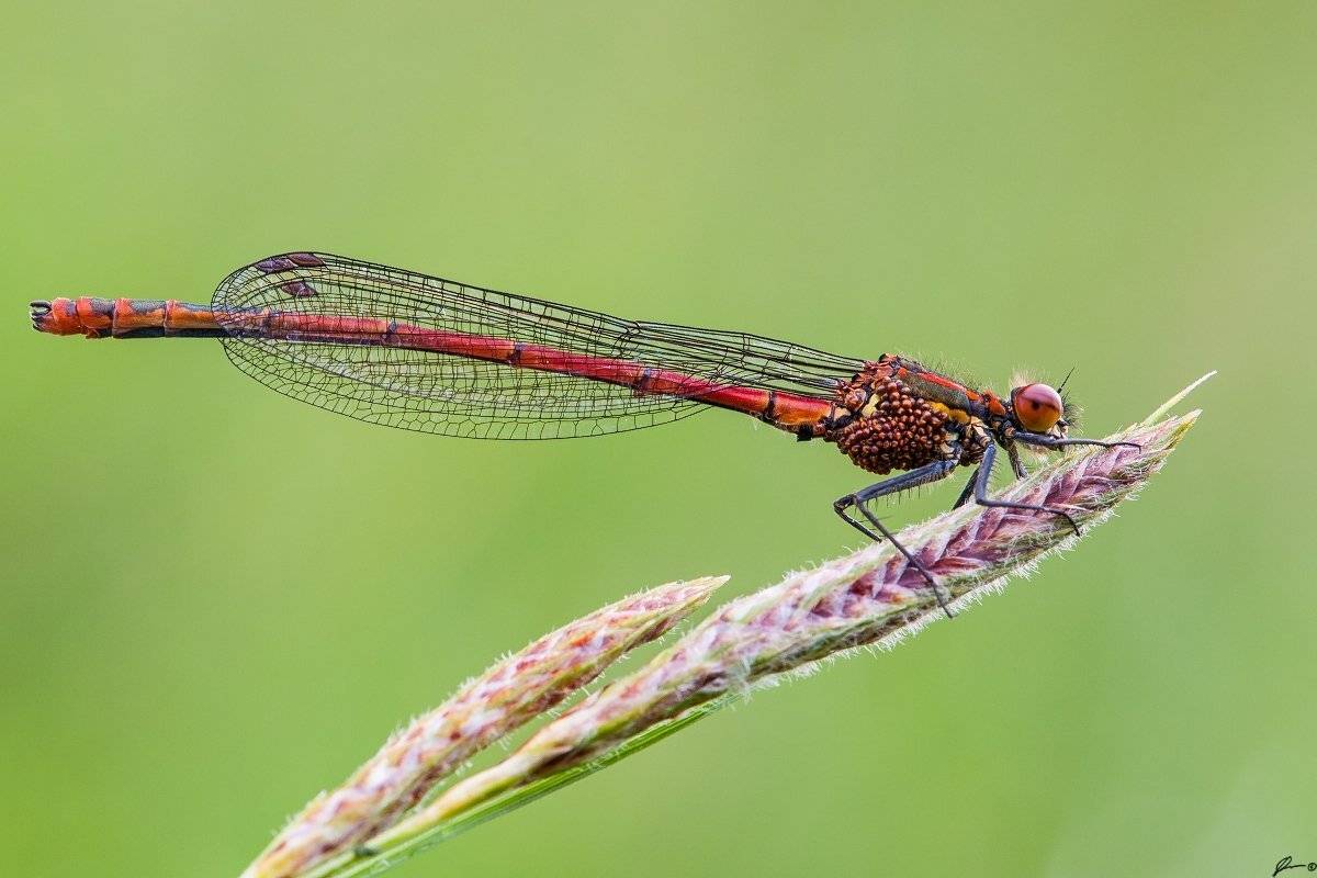 Dragonfly, Insect, Macro, Makro, Nature, Mariusz Oparski