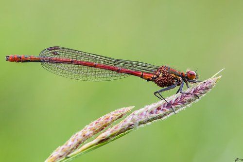 Pyrrhosoma nymphula