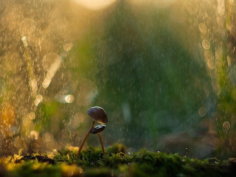 Грибы Грибной фото превью