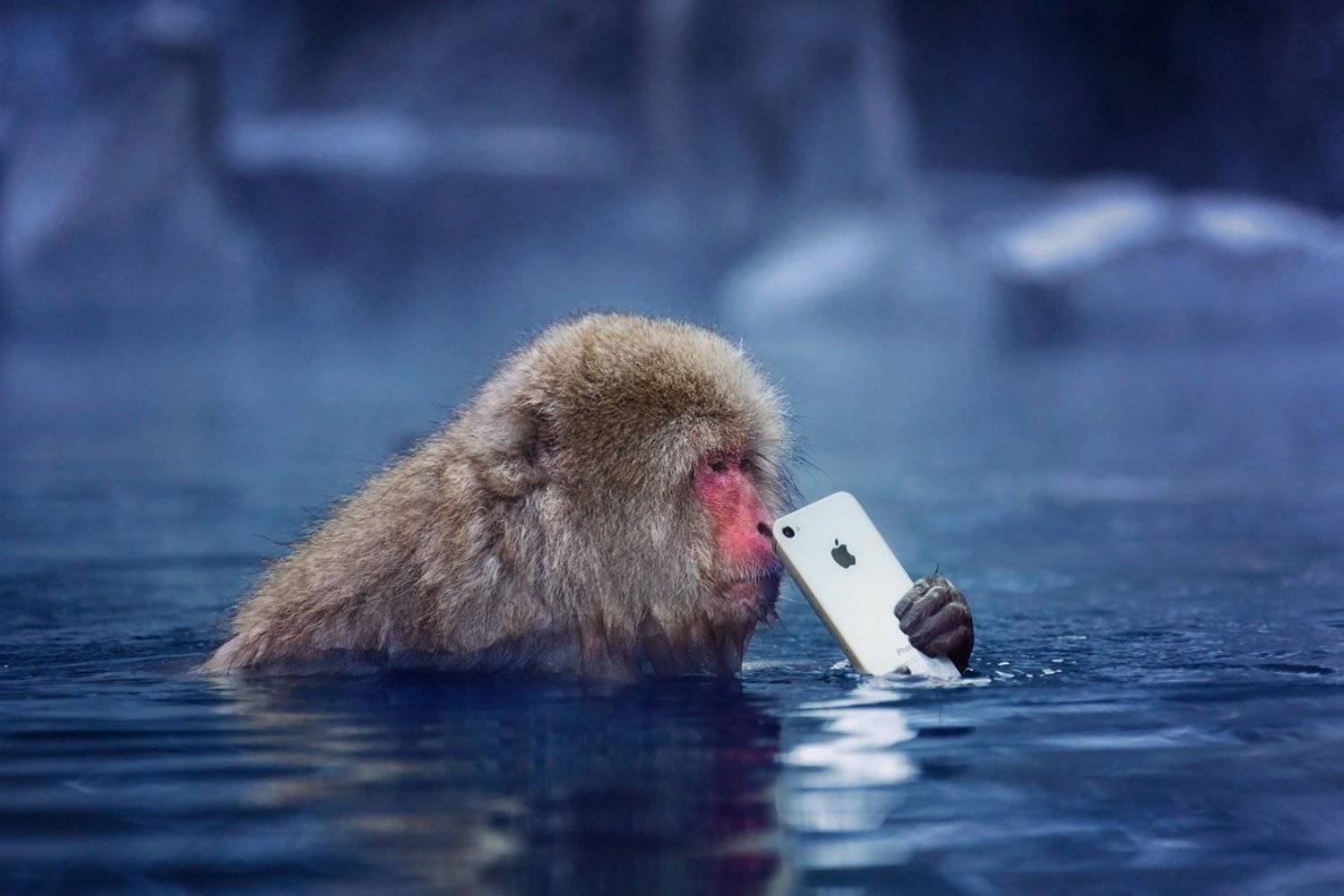 япония, обезьяна, iphone, apple, Slavado
