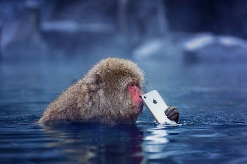 япония, обезьяна, iphone, apple И кому бы позвонить? фото превью