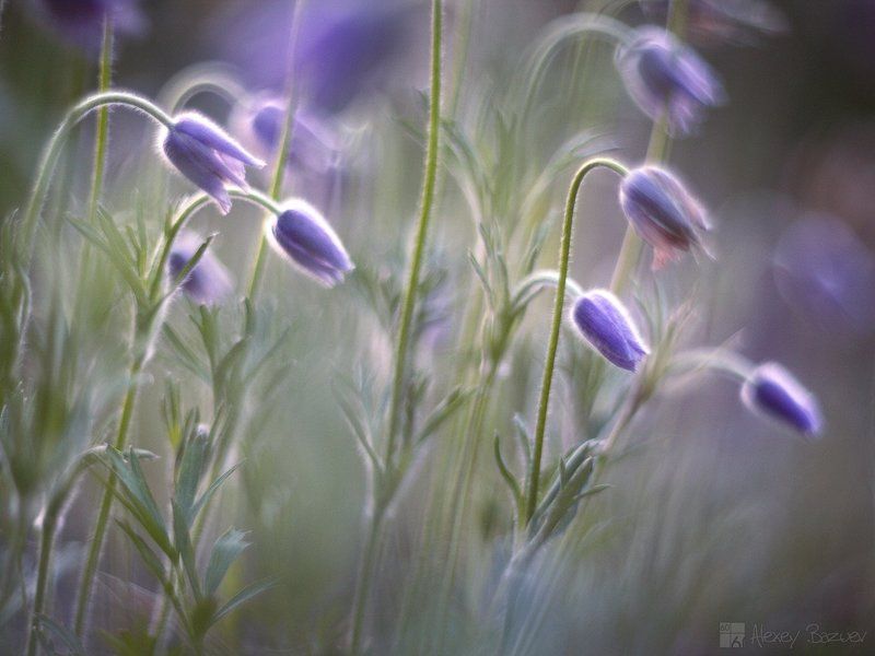сон-трава прострел даурский утро Весенний сон фото превью