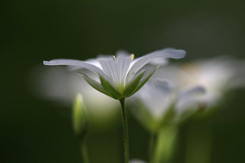 Май фото превью