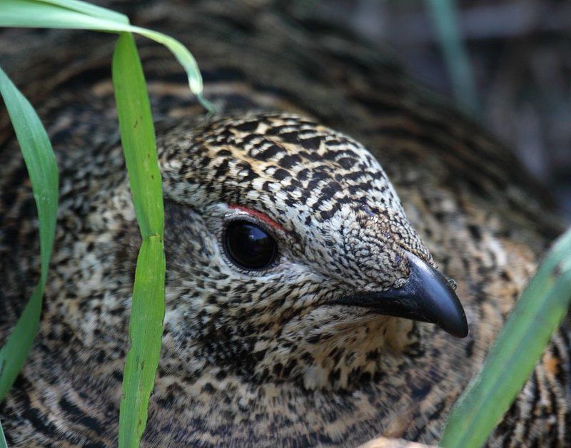 Тетёрка на гнезде фото превью