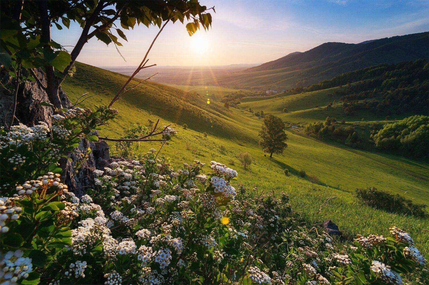 алтай, белокуриха, восход, горы, цветы, долина, дерево, береза, солнце, свет, Павел Силиненко