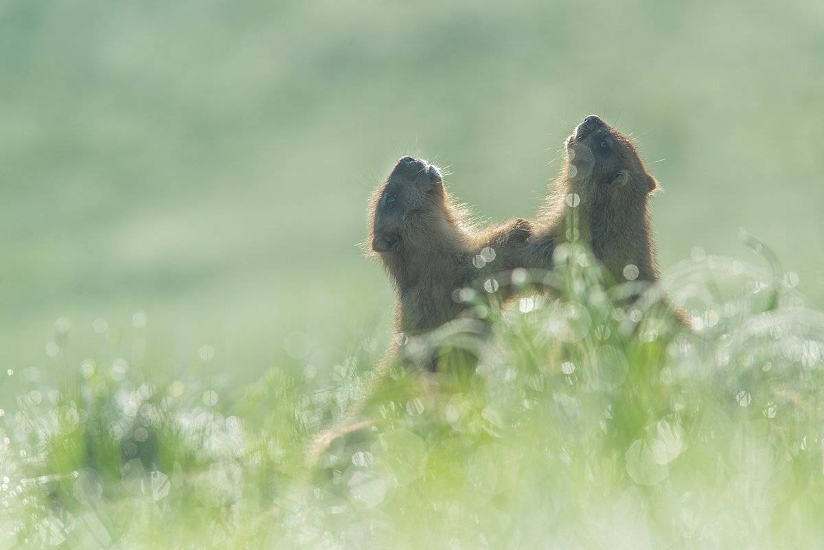 сурок, байбак, рассвет, роса, Evgeny Melnikov