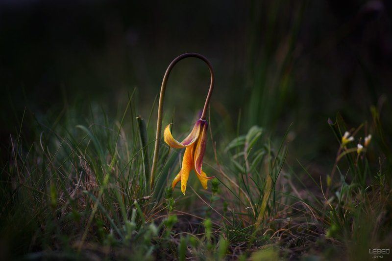 Одинокий скиф фото превью