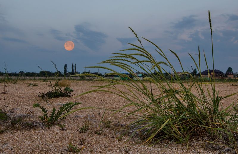 арабатская стрелка, весна, май На Арабатской стрелке фото превью