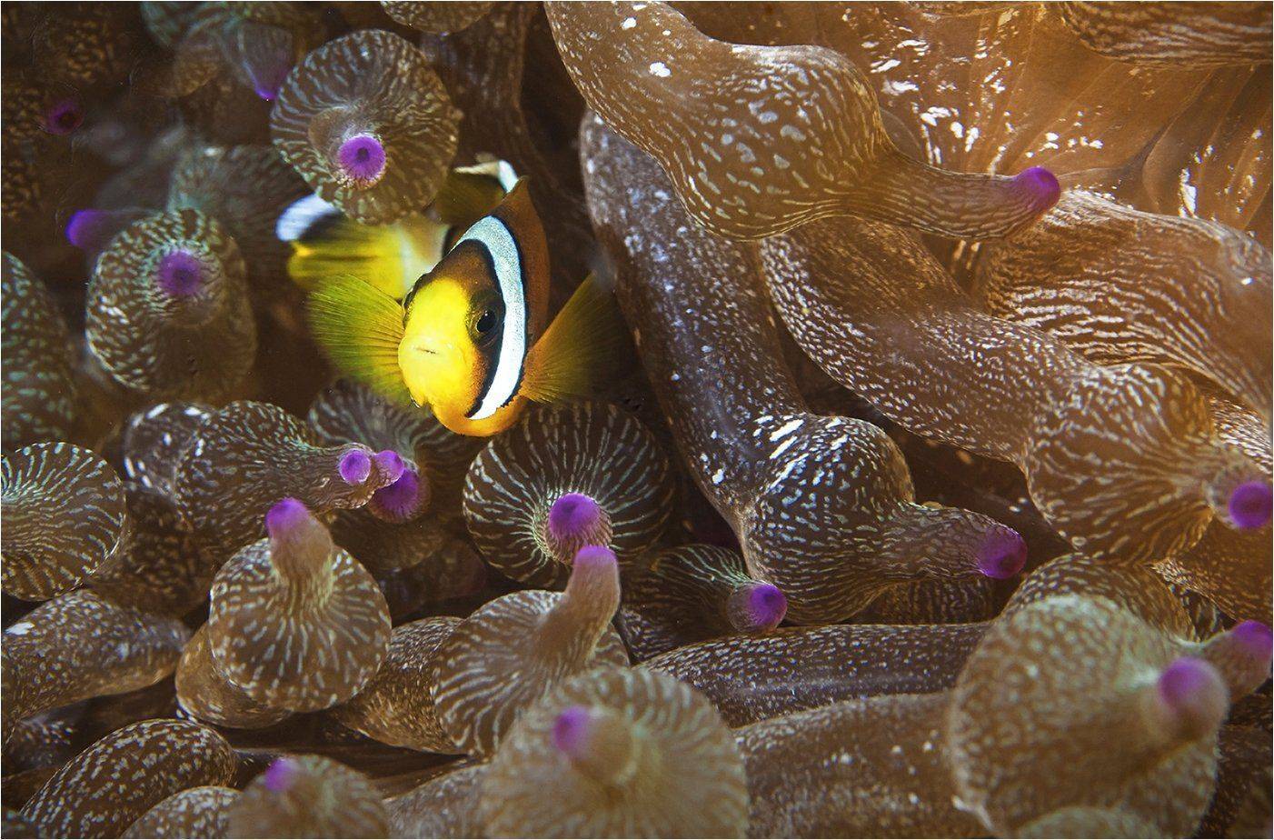 Амфиприон, Филиппины, Сергей Гаспарян